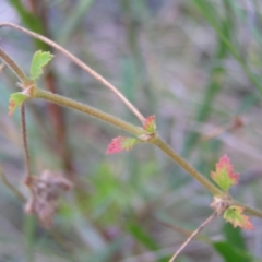 Pelargonium australe at Kambah, ACT - 20 Mar 2022