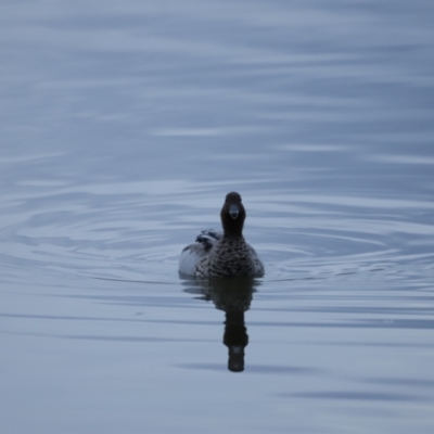 Chenonetta jubata (Australian Wood Duck) at Belconnen, ACT - 20 Nov 2018 by JimL