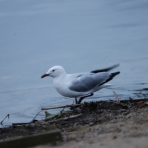 Chroicocephalus novaehollandiae at Belconnen, ACT - 20 Nov 2018