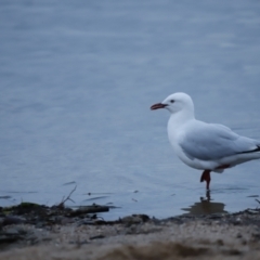 Chroicocephalus novaehollandiae at Belconnen, ACT - 20 Nov 2018 06:49 PM