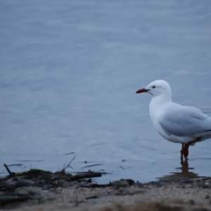 Chroicocephalus novaehollandiae at Belconnen, ACT - 20 Nov 2018