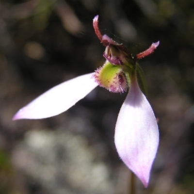 Eriochilus cucullatus (Parson's Bands) at Kambah, ACT - 20 Mar 2022 by MatthewFrawley