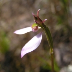 Eriochilus cucullatus at Kambah, ACT - 20 Mar 2022