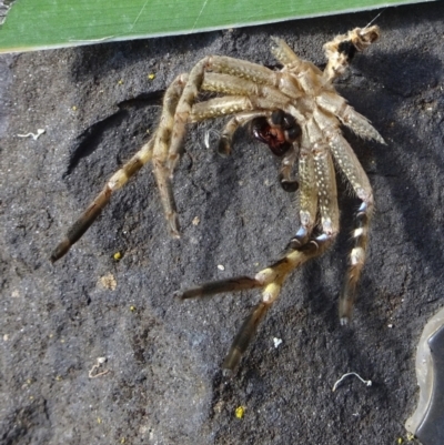 Neosparassus calligaster (Beautiful Badge Huntsman) at Kambah, ACT - 20 Mar 2022 by GirtsO