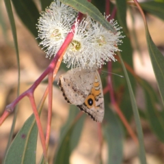 Junonia villida (Meadow Argus) at Torrens, ACT - 20 Mar 2022 by MatthewFrawley