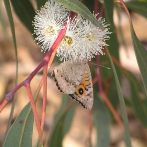 Junonia villida at Torrens, ACT - 20 Mar 2022 03:23 PM