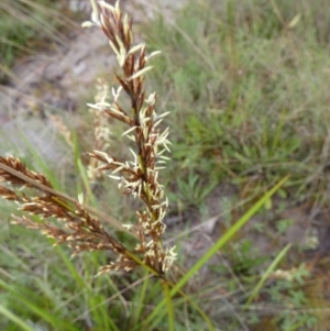 Lepidosperma laterale at Boro, NSW - 6 Mar 2022