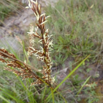 Lepidosperma laterale (Variable Sword Sedge) at Boro - 6 Mar 2022 by Paul4K