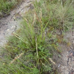 Lepidosperma laterale at Boro, NSW - 6 Mar 2022