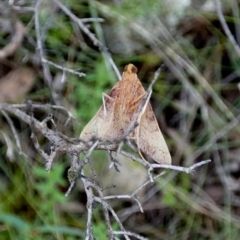 Endotricha pyrosalis (A Pyralid moth) at Boro, NSW - 6 Mar 2022 by Paul4K