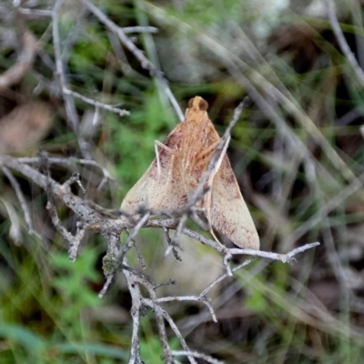 Endotricha pyrosalis (A Pyralid moth) at Boro, NSW - 6 Mar 2022 by Paul4K