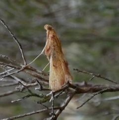 Endotricha pyrosalis at Boro, NSW - 6 Mar 2022