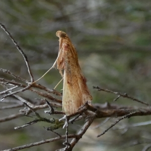 Endotricha pyrosalis at Boro, NSW - 6 Mar 2022