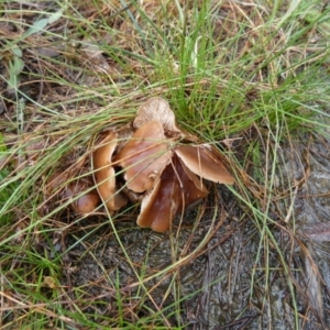 zz agaric (stem; gills white/cream) at Boro, NSW - suppressed