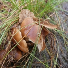 zz agaric (stem; gills white/cream) at Boro, NSW - suppressed