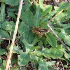Phaulacridium vittatum (Wingless Grasshopper) at Wodonga, VIC - 20 Mar 2022 by KylieWaldon