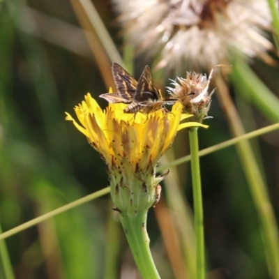 Taractrocera papyria (White-banded Grass-dart) at Wodonga, VIC - 19 Mar 2022 by KylieWaldon