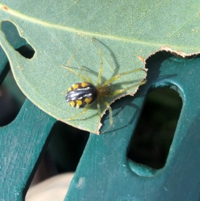 Deliochus sp. (genus) (A leaf curling spider) at Molonglo Valley, ACT - 17 Mar 2022 by AndyRussell