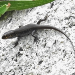 Liopholis whitii (White's Skink) at Gibraltar Pines - 20 Mar 2022 by JohnBundock