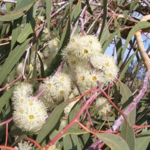 Eucalyptus nortonii at Mount Taylor - 20 Mar 2022 03:18 PM