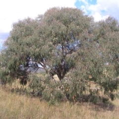 Eucalyptus nortonii at Mount Taylor - 20 Mar 2022 03:18 PM