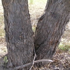 Eucalyptus nortonii at Mount Taylor - 20 Mar 2022 03:18 PM