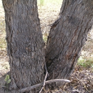 Eucalyptus nortonii at Mount Taylor - 20 Mar 2022 03:18 PM