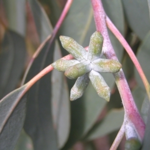 Eucalyptus nortonii at Mount Taylor - 20 Mar 2022 03:18 PM