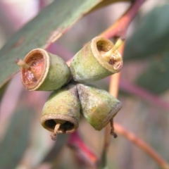 Eucalyptus nortonii at Mount Taylor - 20 Mar 2022 03:18 PM