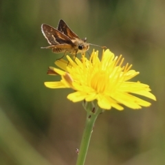 Taractrocera papyria (White-banded Grass-dart) at Wodonga, VIC - 19 Mar 2022 by KylieWaldon