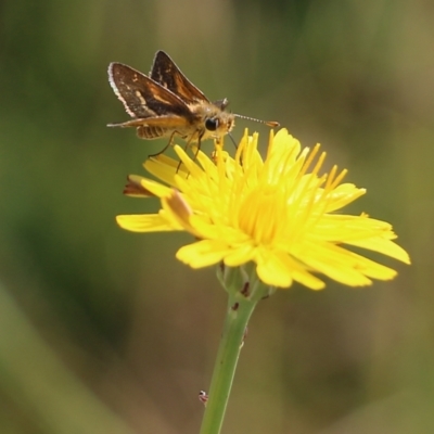 Taractrocera papyria (White-banded Grass-dart) at Wodonga, VIC - 20 Mar 2022 by KylieWaldon
