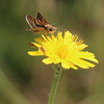 Taractrocera papyria (White-banded Grass-dart) at Wodonga, VIC - 19 Mar 2022 by KylieWaldon