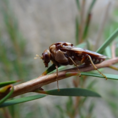 Pergagrapta polita (Sawfly) at Jerrabomberra Wetlands - 9 Mar 2022 by Miranda