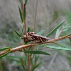 Pergagrapta polita at Fyshwick, ACT - 9 Mar 2022