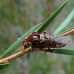 Pergagrapta polita at Fyshwick, ACT - 9 Mar 2022