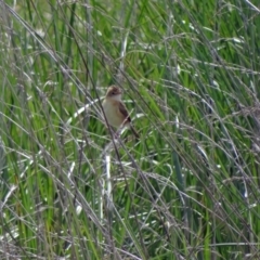 Cisticola exilis (Golden-headed Cisticola) at Fyshwick, ACT - 8 Mar 2022 by Miranda