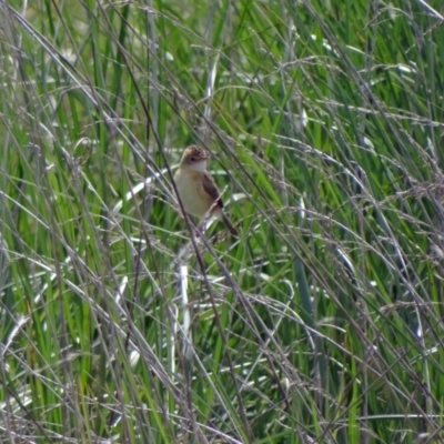 Cisticola exilis (Golden-headed Cisticola) at Fyshwick, ACT - 9 Mar 2022 by Miranda