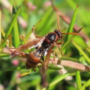 Polistes (Polistella) humilis at Isabella Plains, ACT - 20 Mar 2022