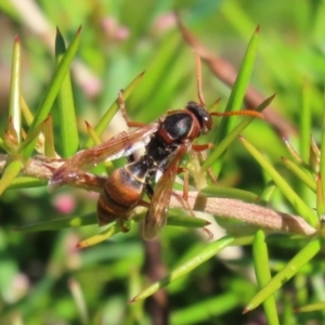 Polistes (Polistella) humilis at Isabella Plains, ACT - 20 Mar 2022