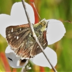 Atkinsia dominula (Two-brand grass-skipper) at Paddys River, ACT - 20 Mar 2022 by JohnBundock