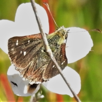 Atkinsia dominula (Two-brand grass-skipper) at Paddys River, ACT - 20 Mar 2022 by JohnBundock