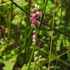 Spiranthes australis (Austral Ladies Tresses) at Paddys River, ACT - 20 Mar 2022 by JohnBundock