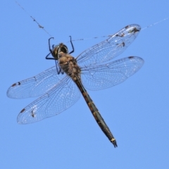 Hemicordulia tau (Tau Emerald) at Isabella Plains, ACT - 20 Mar 2022 by RodDeb