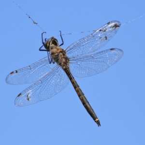 Hemicordulia tau at Upper Stranger Pond - 20 Mar 2022