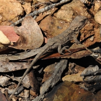 Rankinia diemensis (Mountain Dragon) at Cotter River, ACT - 20 Mar 2022 by JohnBundock