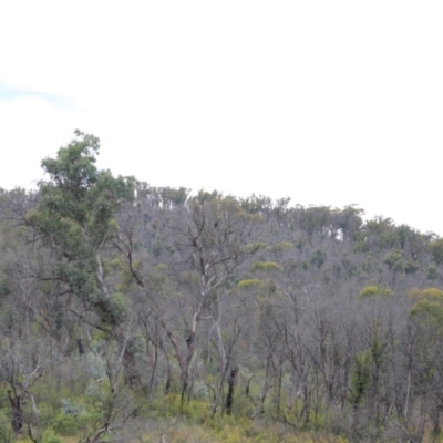 Aquila audax (Wedge-tailed Eagle) at Mount Clear, ACT - 24 Jan 2022 by JimL