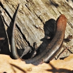 Pseudemoia entrecasteauxii at Cotter River, ACT - 20 Mar 2022