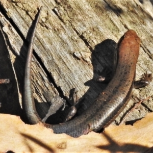 Pseudemoia entrecasteauxii at Cotter River, ACT - 20 Mar 2022