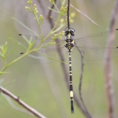 Parasynthemis regina (Royal Tigertail) at Wamboin, NSW - 10 Jan 2022 by natureguy