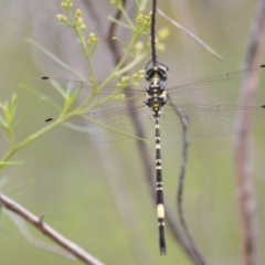 Parasynthemis regina (Royal Tigertail) at Wamboin, NSW - 10 Jan 2022 by natureguy